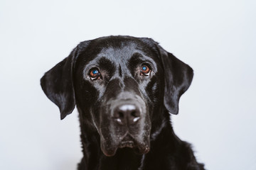 Fototapeta premium portrait of beautiful black labrador dog at home. white background, pets indoors