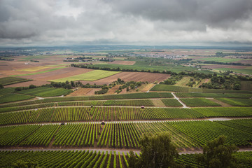 Fototapeta na wymiar Rainy day view of the wine fields in Stuttgart Germany