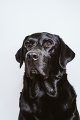 portrait of beautiful black labrador dog at home. white background, pets indoors