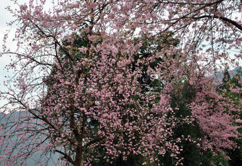 Cherry blossom looms across the area at Temi Tea Estate in South Sikkim. This is one of the most attractions for tourist where local communities organize Cherry Festival every year to promote the plac