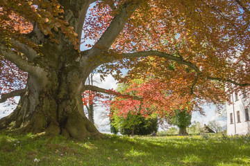 Chiemsee, Germany - 26 April 2015. Old tree with red foliage amid green garden. Beautiful summer background with tree and sky