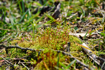 Young, fresh moss in early spring in the forest