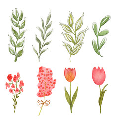 Watercolor illustration of floral elements, tulips, leaves and branches. Drawn in watercolor and is suitable for all types of design and printing.