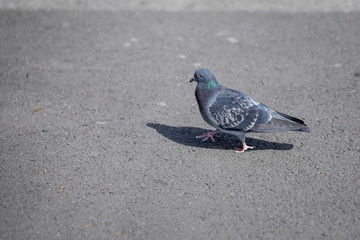 Pigeon looking for food in an empty city during the covid-19 lockdown.