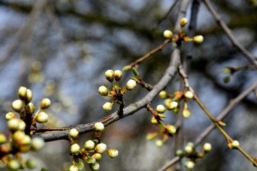 Beautiful and delicate flowers bloom in the trees.