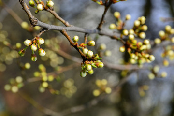 Beautiful and delicate flowers bloom in the trees.