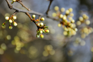 Beautiful and delicate flowers bloom in the trees.
