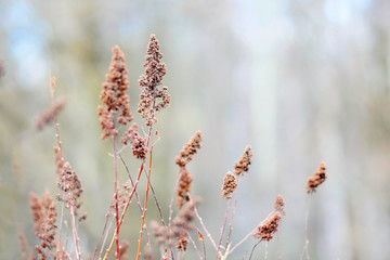 Dry blades on blurring a  grey blue  a background it is horizontally.  Copy space