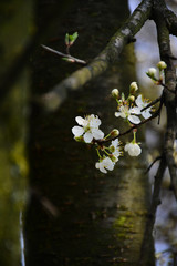 Beautiful and delicate flowers bloom in the trees.