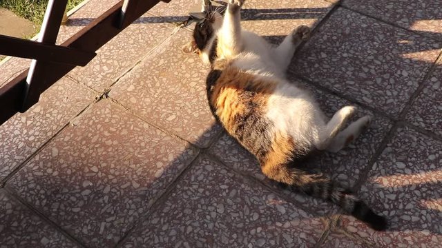 Huge fun position by felis catus domesticus. Humorous video. Comical video with domesticated cat and string. Give away with bored. Laughing situation. Start the day with a smile. Kitten play with stri
