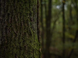 Closeup Trees in the Green Forest