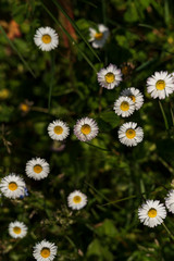 Fototapeta premium Margherite nel Campo