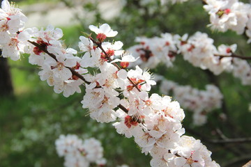 Spring flowering trees