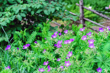 Lilac flowers of field geranium or marsh geranium.