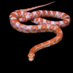 Pink corn Snake, Pantherophis guttatus, on black