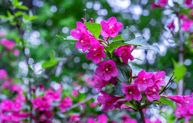 Naklejka premium Flowering Weigela. Weigela Evita low-growing shrub with red and pink flowers.