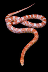 Pink corn Snake, Pantherophis guttatus, on black