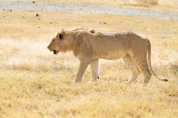 Lion on Ngorongoro Conservation Area crater, Tanzania