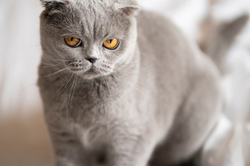 Close-up, Scottish fold Cat, smoky color. Home environment, sitting and looking directly at the camera