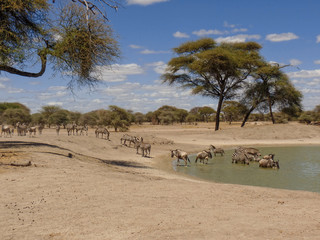 Fototapeta na wymiar Herd of zebras Tanzania Africa safari tour