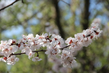 Spring flowering trees