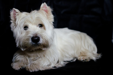 Mi querido compañero