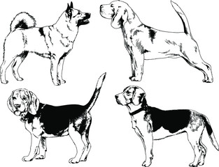 vector drawings sketches pedigree dog and cat drawn in ink by hand , objects with no background