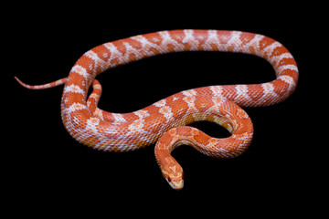 Pink corn Snake, Pantherophis guttatus, on black