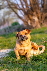 Cute dog scratching himself