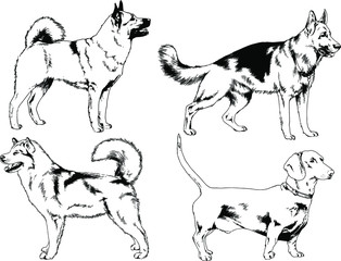 vector drawings sketches pedigree dogs in the racks drawn in ink by hand , objects with no background