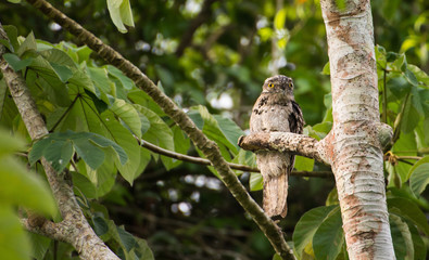 MONTES AZULES NATURAL SANCTUARY, CHIAPAS / MEXICO - MAY 16, 2019. Potoo (Nyctibius griseus) resting during the day at shore of the Lacantun river. This are nocturnal birds related to nightjars.
