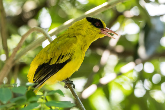 Black-naped oriole in a tree, Indonesia