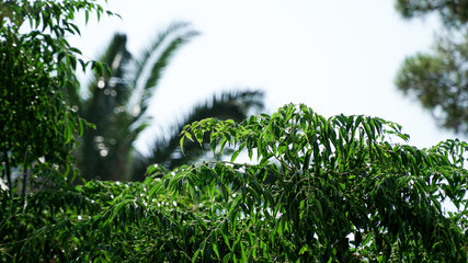 Fototapeta premium Beautiful exotic tree leaves with a white background.