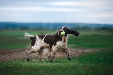 Fototapeta premium the dog runs across the field. Springer Spaniel plays in nature. Fog, morning.