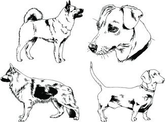 vector drawings sketches pedigree dogs in the racks drawn in ink by hand , objects with no background