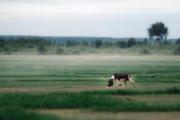 Obraz na płótnie Canvas the dog runs across the field. Springer Spaniel plays in nature. Fog, morning.