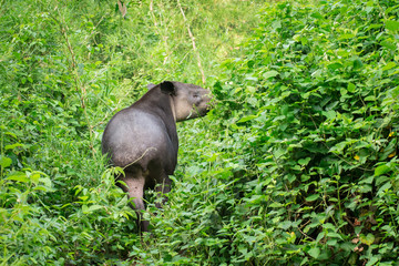 MONTES AZULES NATURAL SANCTUARY, CHIAPAS / MEXICO - MAY 17, 2019. Baird's tapir (tapirus bairdii). This impregnated female was attacked by a predator.