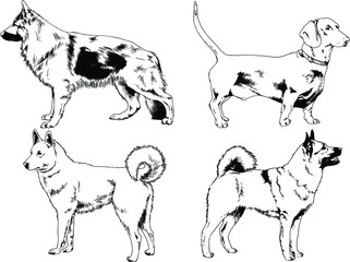 vector drawings sketches pedigree dogs in the racks drawn in ink by hand , objects with no background