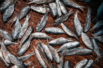 Small Fish drying on bamboo basket in the sun in Thailand