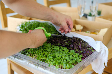 Growing micro-green for food. Basil, peas, arugula in a box in the kitchen. Male hands with scissors in a close-up shot. Fresh herbs, healthy food, vegetarian.