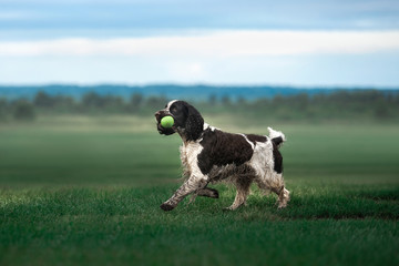 the dog runs across the field. Springer Spaniel plays in nature. Fog, morning.