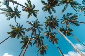 Naklejka na ściany i meble palm trees leaves on blue sky background