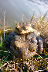 Mating frogs in spring time