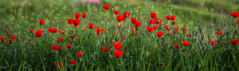 Fototapeta premium Allphotokz Poppy 20130517 2954 5DM3 PS