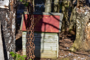 An old doghouse and an old chain hanging on a tree