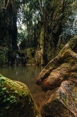 Small calm river in the jungle forest
