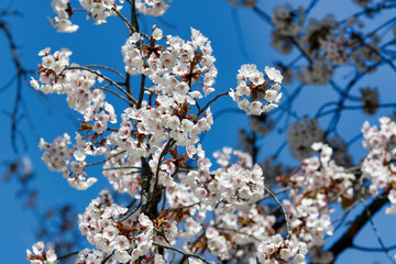 Cherry blossoms in full bloom