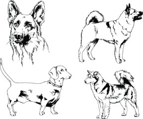 vector drawings sketches pedigree dogs in the racks drawn in ink by hand , objects with no background