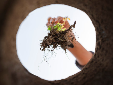 Hand plants a seedling - view from below