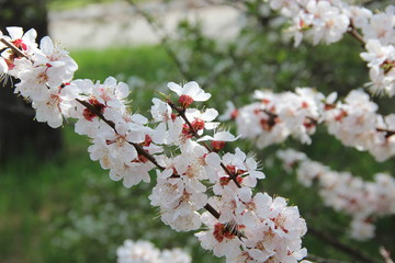 Spring flowering trees